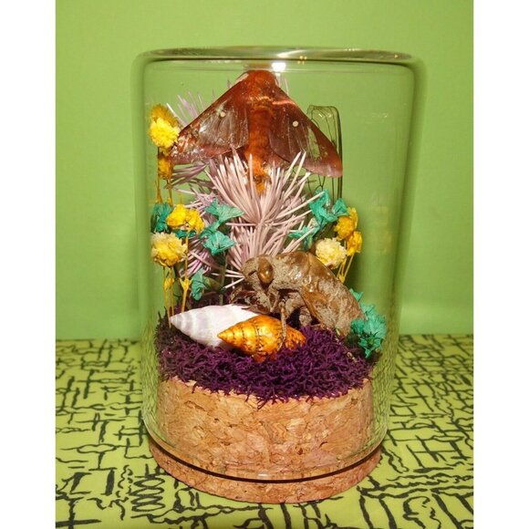 Orange Tipped Oakworm Moth Cicada Skin Dried Flowers Oddity Jar taxidermy witchy - Picture 6 of 12